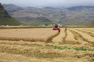 Thorvaldseyri - Harvesting 2016